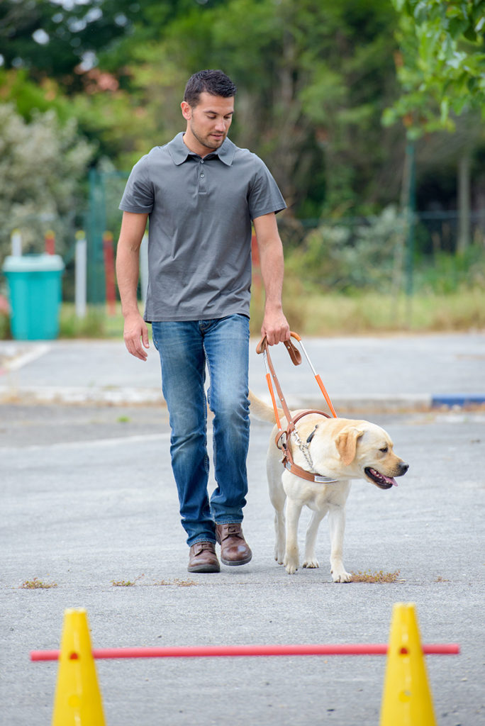 Labrador and trainer at dog training classes for guide dogs