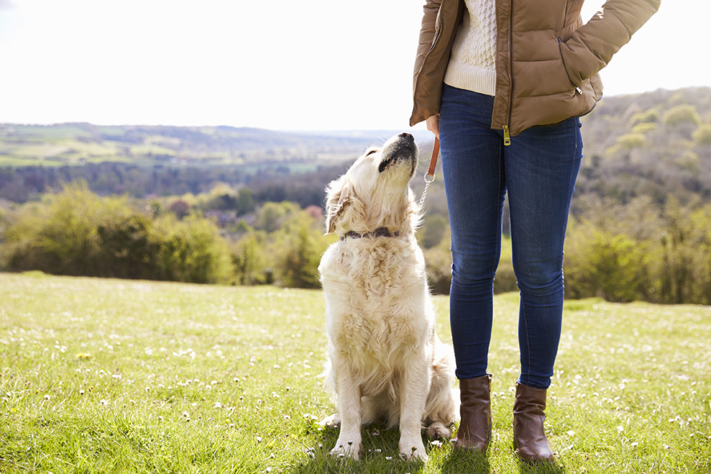 Golden retriever sat next to owner in the countryside