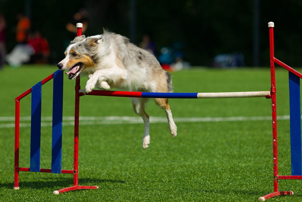 Dog jumping over bar at dog training classes for agility