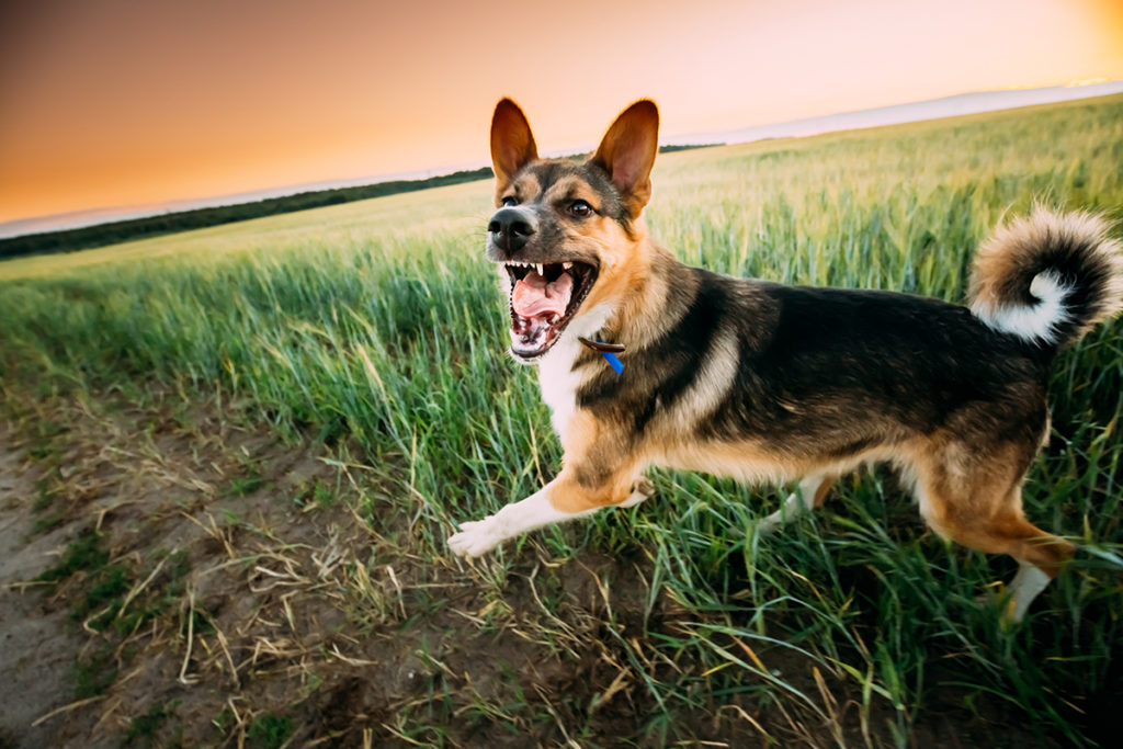 Dog barking in a field on a walk