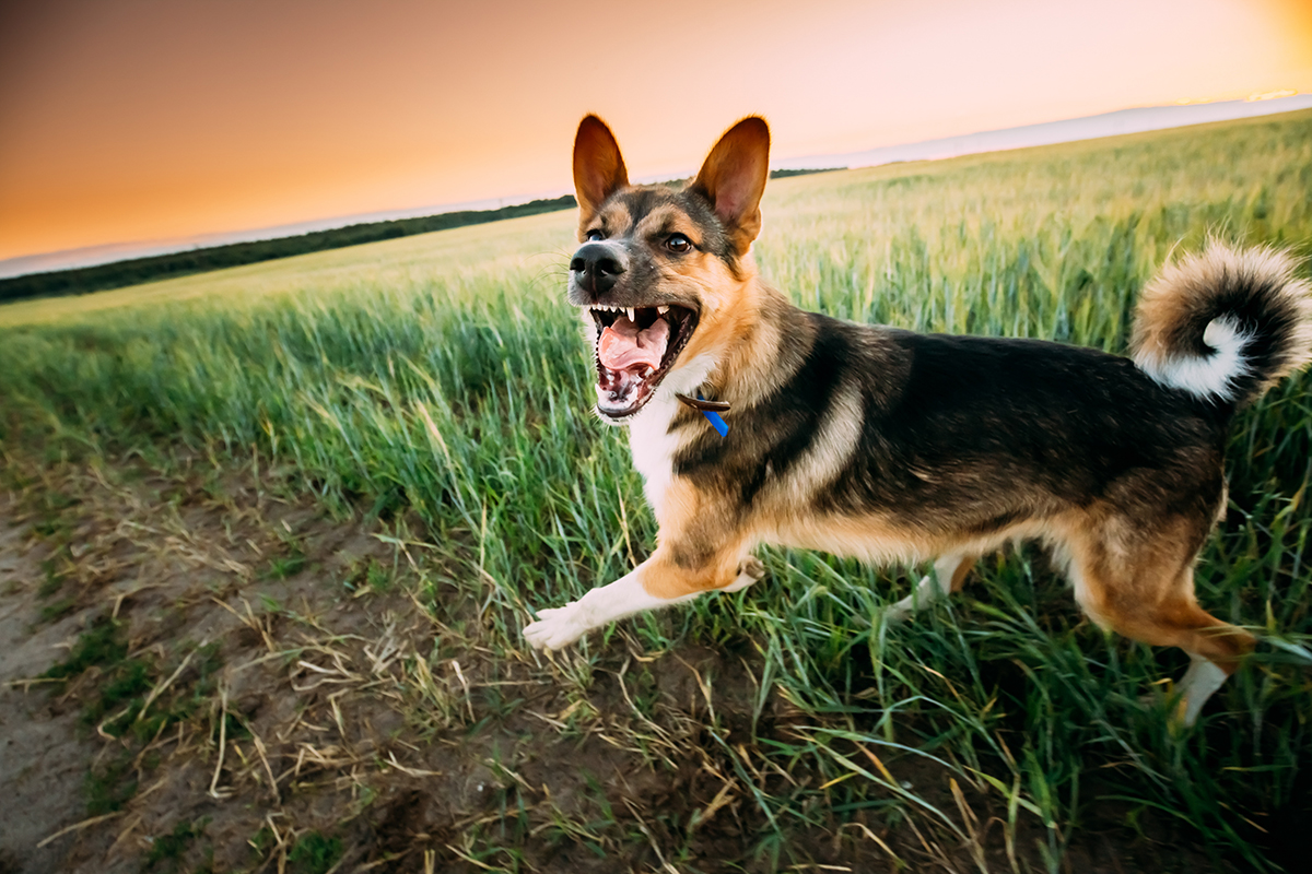 How To Train A Dog Not To Bark (FAST!) - All Doggos