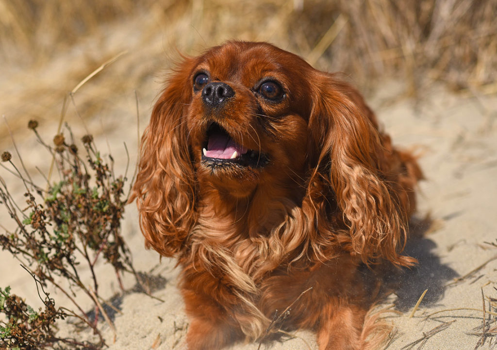 Cute King Charles Spaniel at the beach