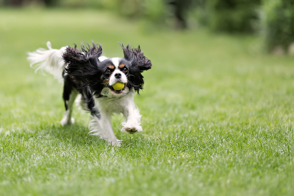 Help train your dog to bark by tiring them out with a game a fetch like this King Charles Spaniel