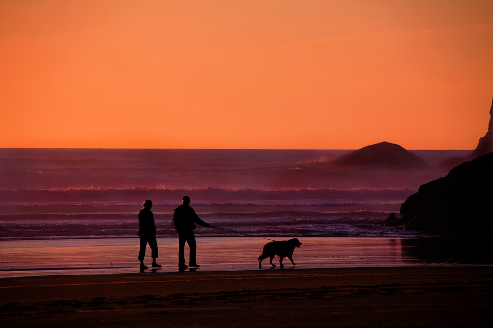 Dog walking along the beach at sunset