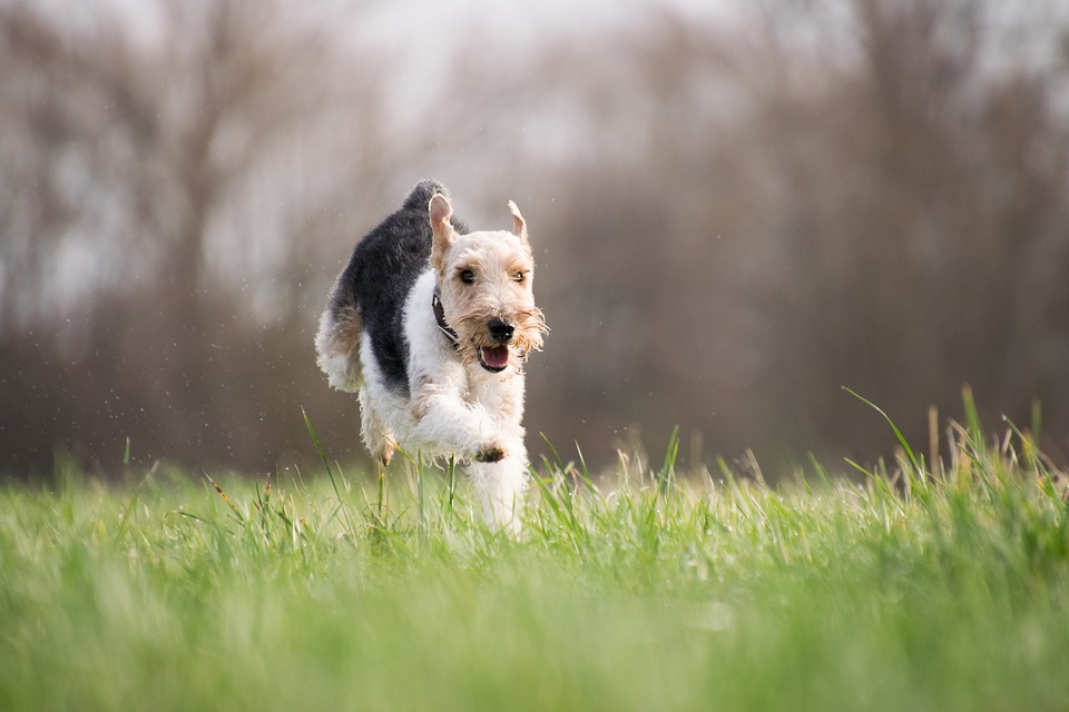 Happy Terrier Running Towards Owner