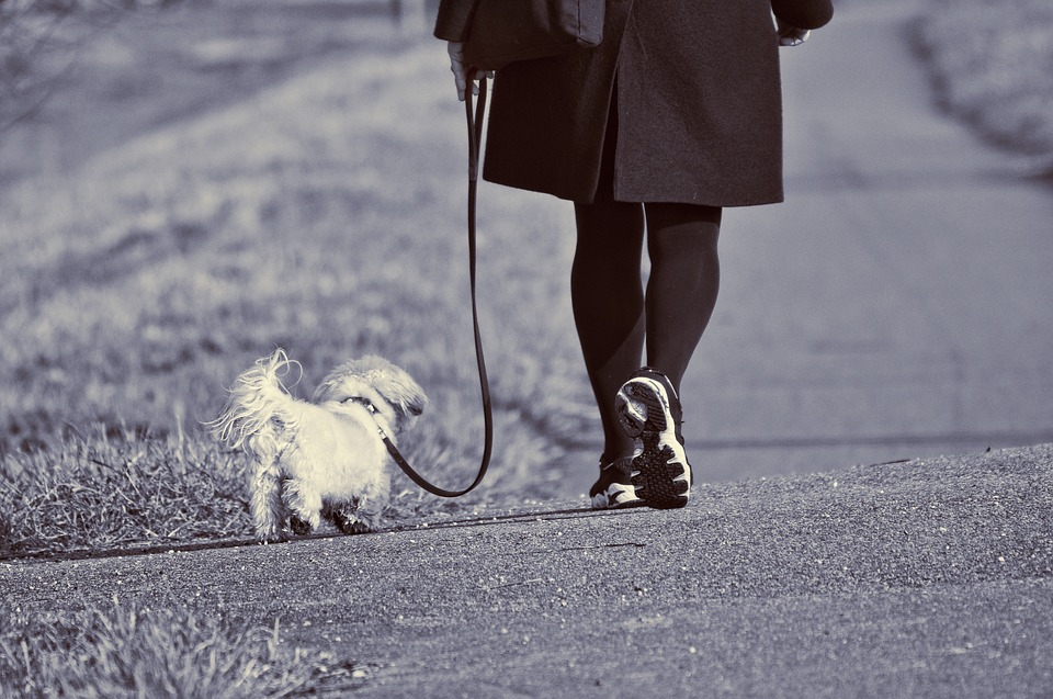 Small Dog Walking on a Loose Leash