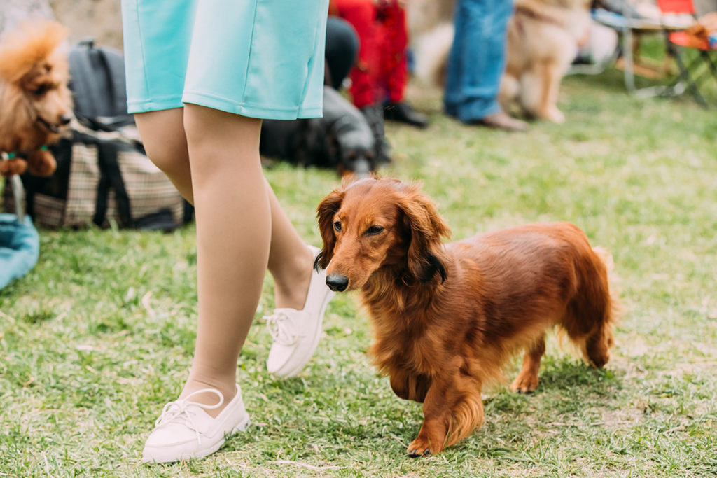 Dachshund walking with woman