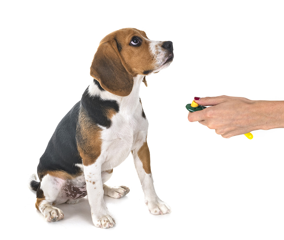 Beagle and Clicker