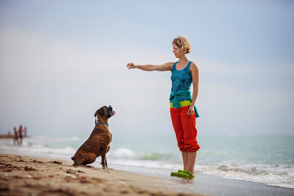 Clicker Training Dogs Example of Boxer on Beach with Owner