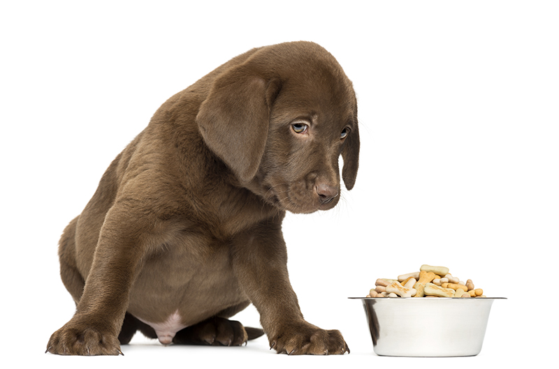 Labrador puppy with full bowl of food