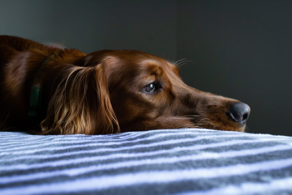 can-dogs-get-depressed-3-major-reasons-your-dog-is-sad-all-doggos