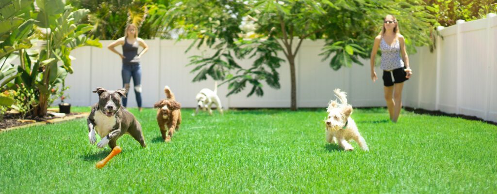 play-with-dogs-3-tricks-to-exercise-a-lazy-dog-all-doggos